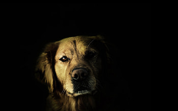 Dark, Dog, Muzzle, Shadow, Sight, Opinion, Nose HD wallpaper