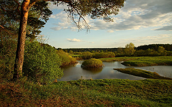 Nature, Bush, Lake, Shore, Bank, Wood, Tree, Emptiness, Void HD wallpaper