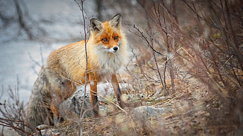 Fox Cub Is Standing In Blur Background Fox HD wallpaper