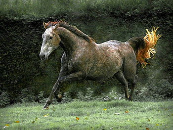 Beautiful Horse, cool, horse, beautiful HD wallpaper