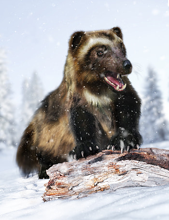 Wolverine unleashed, Wolverine, Artstation wolverine unleashed, Wolverine facts HD phone wallpaper