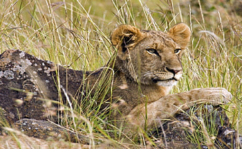 Cub, wild cats, cats, , cute, wild, big cats, predators, animals, , nature, lions HD wallpaper