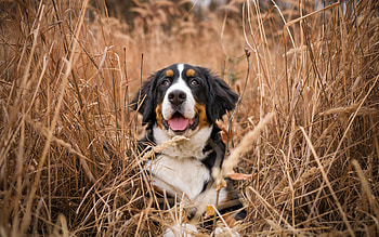 Bernese Mountain Dog, bernese, dog, animal, mountain HD wallpaper