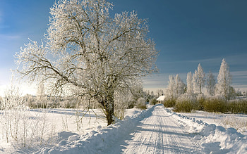 Winter Road in Latvia, road, hoarfrost, winter, snow, Latvia, tree HD wallpaper
