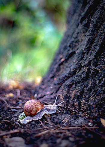Animals, Macro, Wood, Tree, Snail, Shell HD phone wallpaper