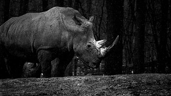 Royal Burger's Zoo, Rhino HD wallpaper