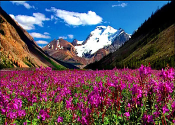 Valley of Flowers, blossoms, snow, clouds, sky, mountains HD wallpaper