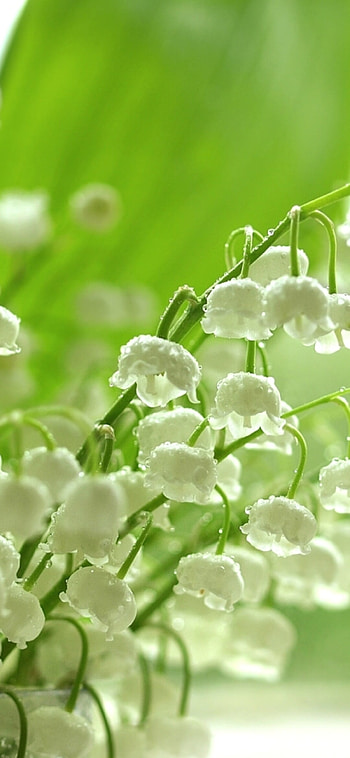 Flower, , Graceful petals, Nature's artistry HD phone wallpaper