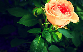 Leaves, Macro, Rose Flower, Rose, Petals, Bud, Stem, Stalk HD wallpaper