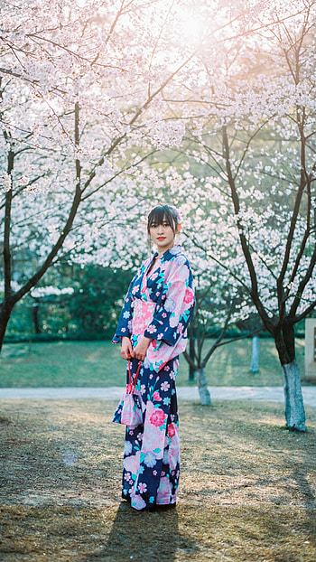 Japanese girl in kimono, Sakura scenery, Android , Mobile backgrounds HD phone wallpaper