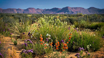 Desert Wildflowers of Utah in Spring, plants, blossoms, landscape, rocks, mountains, usa HD wallpaper