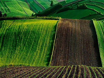 Crops, dirt, field, green HD wallpaper