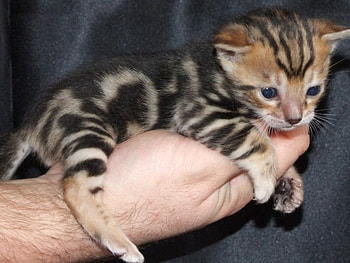 Bengal Kitten, cat, hand HD wallpaper