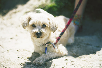 Animals, To Lie Down, Lie, Dog, Muzzle, Leash HD wallpaper