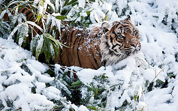 Animals, Winter, Snow, Branches, Tiger HD wallpaper