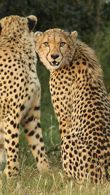 Cheetah, Yellow Black Print Leopard HD phone wallpaper
