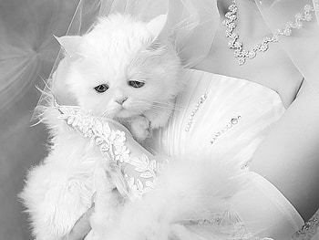 White , kitten, sad, white, kitty, cat, funny, bride, fluffy HD wallpaper