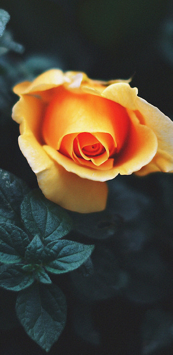 Orange rose, Nature's vibrancy, Striking hue, Bold beauty HD phone wallpaper