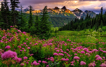 Tatoosh range, hills, Washington, beautiful, grass, mountain, summer, wildflowers, trees, greenery HD wallpaper