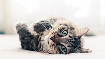 animal, graphy, view, cute, cat, green eyes HD wallpaper