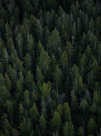 Forest iPad , Nature's beauty, Serene landscapes, Captivating allure HD phone wallpaper