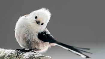 White Black Long-Tailed Tit Bird Is Standing On Snow Covered Tree Trunk In Blur Background Birds HD wallpaper