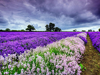 Spring field, nature, spring, field, flower HD wallpaper