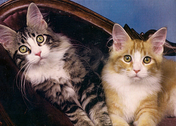 Kittens, kitten, cute, paws, pets HD wallpaper