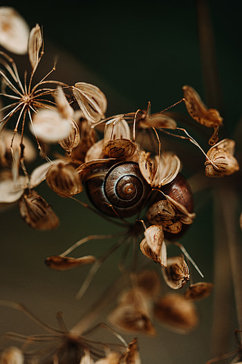Autumn, Leaves, Macro, Dry, Snail HD phone wallpaper