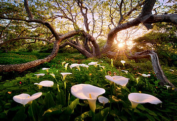 Heaven on Earth, color, expression, , new HD wallpaper