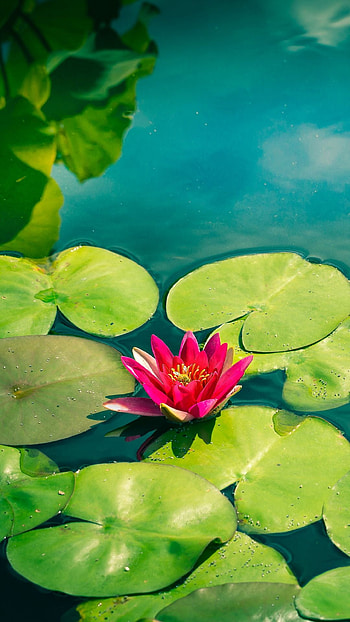 Nature, water lily HD phone wallpaper