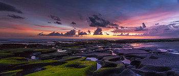 Coast, ocean, beach, moss HD wallpaper