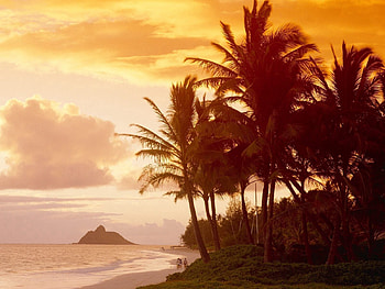 People, Nature, Sunset, Palms, Shore, Bank, Evening, Sunlight HD wallpaper
