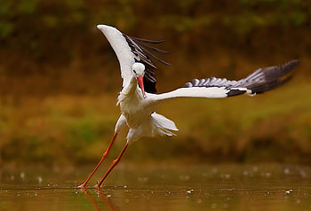 Dancing on the water, wings, dancing, beautiful, stork, pond HD wallpaper