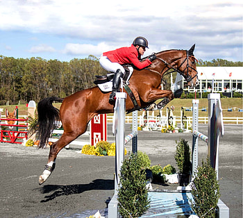 BDJ equestrian, Equestrian accessories, Equestrian fashion, Horse riders HD wallpaper