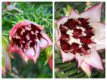FLOWER COLLAGE, FLOWER, NATURE, COLLAGE HD wallpaper