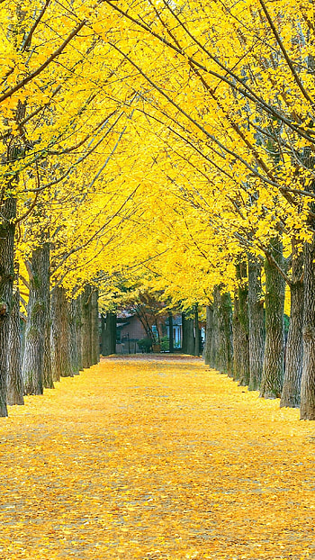 A Yellow, Yellow, Nature Background HD phone wallpaper