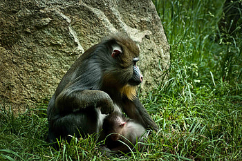 Mandrill, Baboon HD wallpaper
