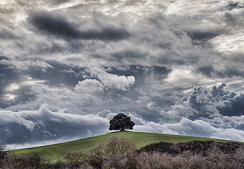 Nature, Grass, Sky, Clouds, Wood, Tree, Overcast, Mainly Cloudy, Hill HD wallpaper