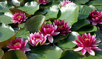 Water lilies, Nature, Leaves, Pond, Lily HD wallpaper