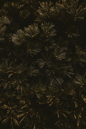 Nature, Needle, Dark, Wood, Tree, Branches HD phone wallpaper