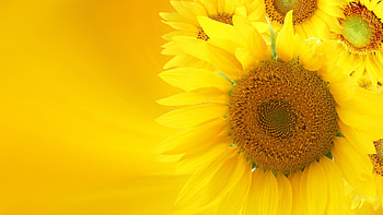 Original Size HD wallpaper