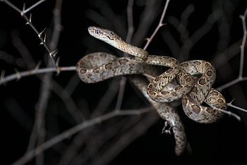 Boiga multomaculata, Asian snake, Arboreal reptile, Camouflage pattern HD wallpaper
