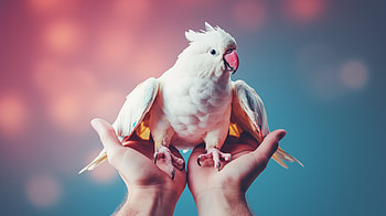 Cockatoo Majesty, cockatoo, Animal, bird HD wallpaper