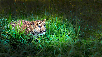 Animals, Grass, Young, Leopard, Lie, To Lie Down, Hide, Hunting, Hunt, Joey, Lurk HD wallpaper