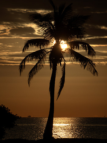 Nature, Sunset, Sea, Twilight, Dark, Palm, Dusk HD phone wallpaper