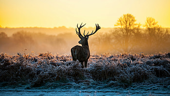 Reindeer, Ultra , , Backgrounds HD wallpaper