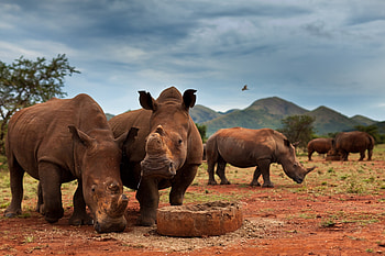 Kruger National Park, Wildlife conservation, Wildlife trafficking, Natural heritage HD wallpaper