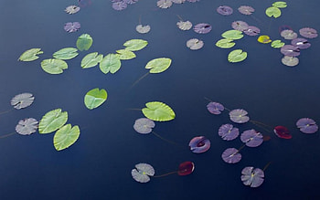 Swedish autumn, fall, , lake, leaves, autumn, Sweden, nature, leaf, water HD wallpaper