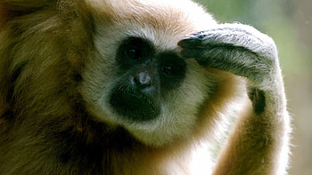 Animals, Monkey, Paw, Thinks HD wallpaper